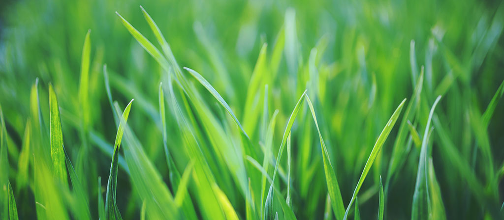 Thick, healthy lawns absorb rain and reduce runoff.