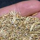 Grass Seed Mixtures