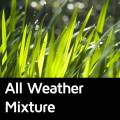 All weather grass seed mixture